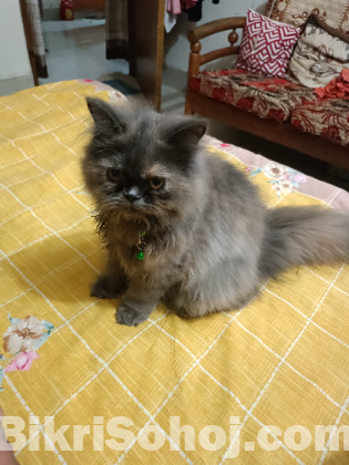 ফিমেল পার্শিয়ান বিড়াল